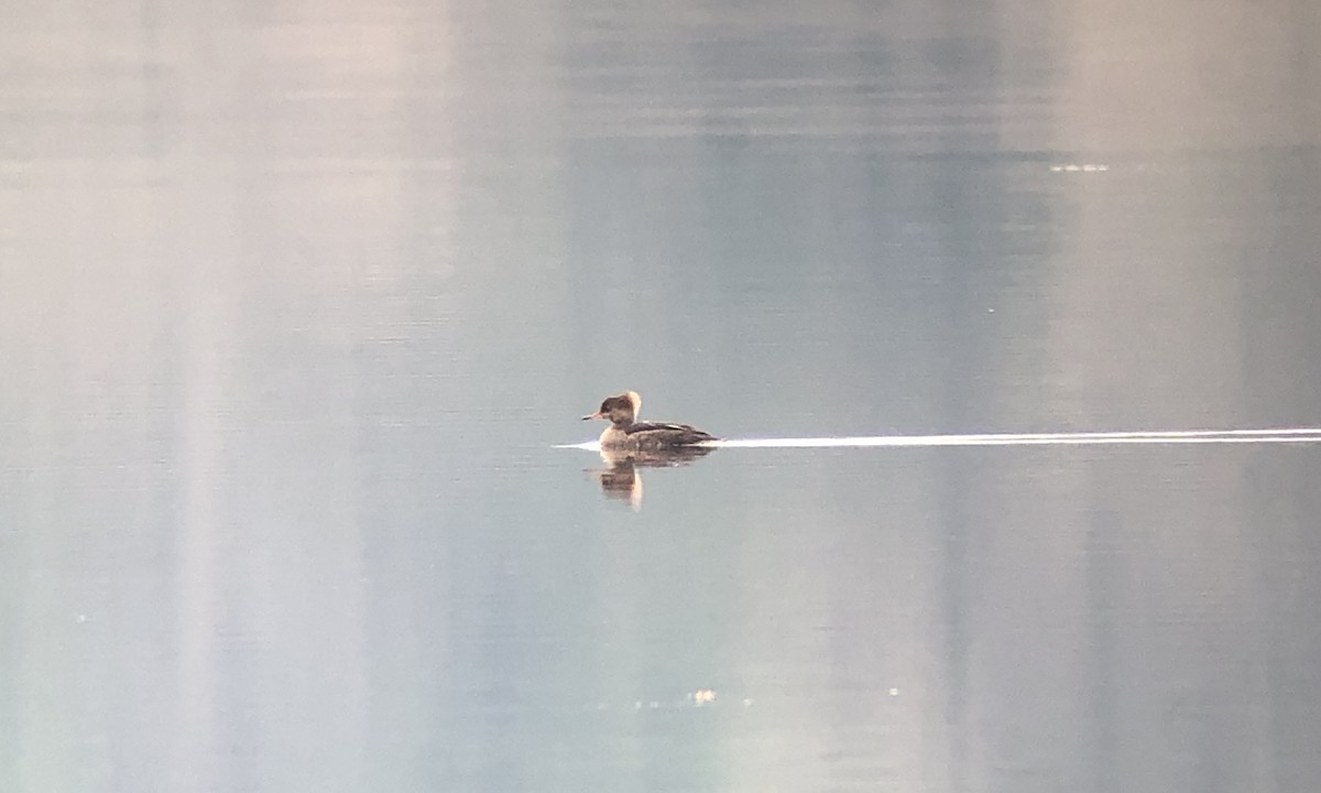 Hooded Merganser - Frank Dickman