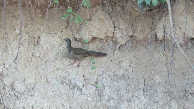 Speckled Chachalaca - ML220865361