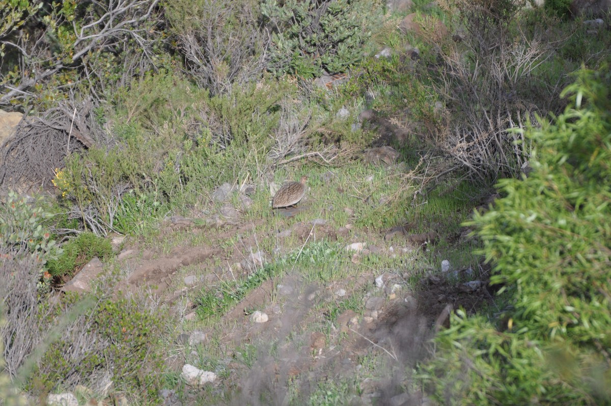 Chilean Tinamou - ML220866201