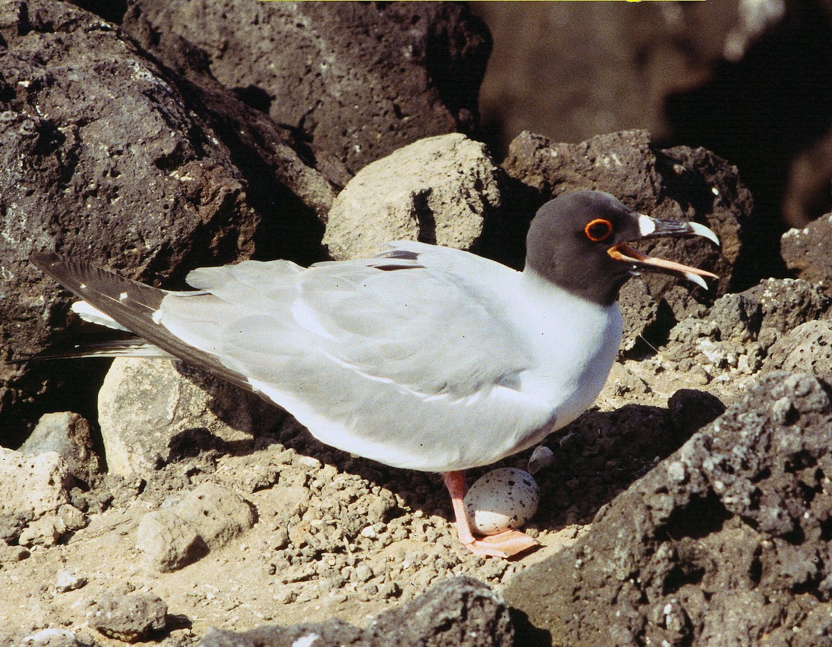 Mouette à queue fourchue - ML220869291