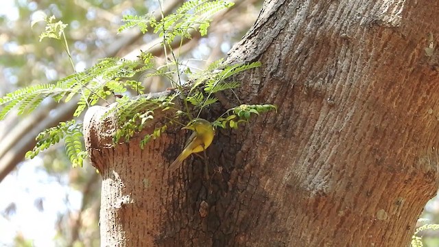 Mosquitero de Tickell - ML220870041