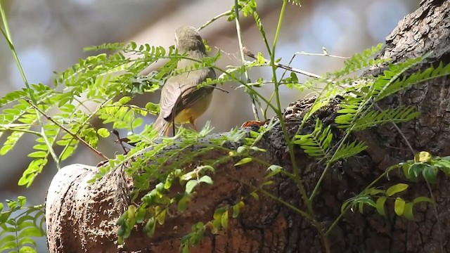 Mosquitero de Tickell - ML220870051