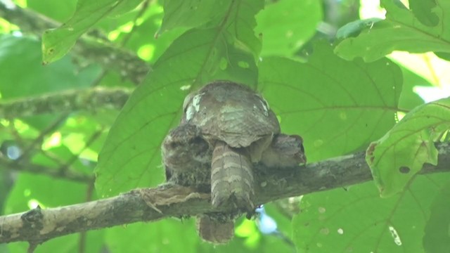 Blyth's Frogmouth - ML220870311