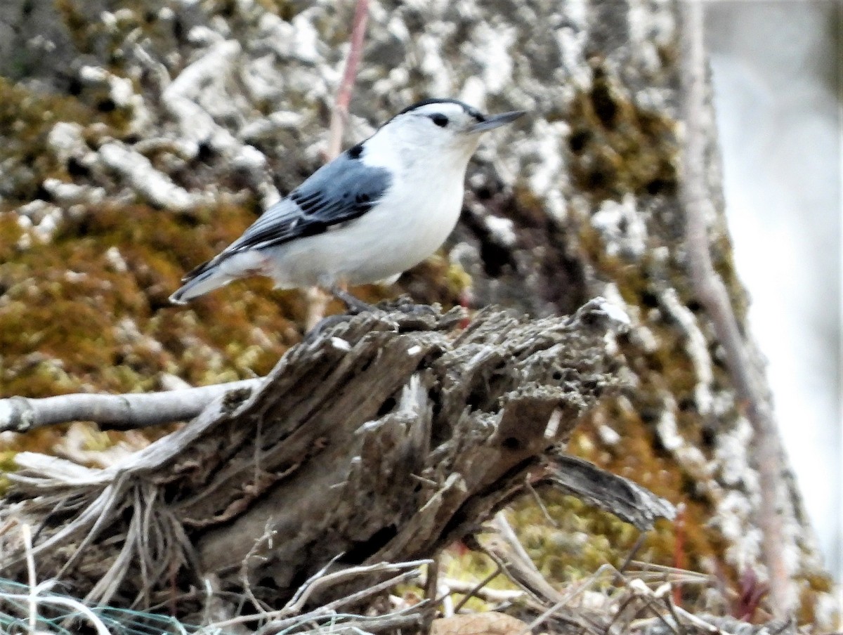 Beyaz Göğüslü Sıvacı (carolinensis) - ML220870431