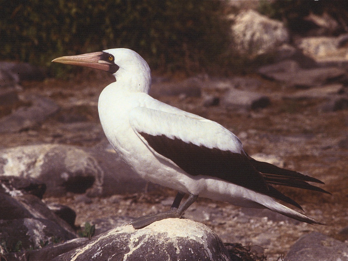 Nazca Booby - Francis Pease