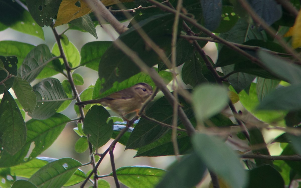 Three-striped Warbler (Venezuelan) - ML22087291