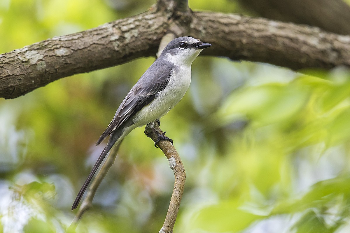 Ashy Minivet - ML220872971