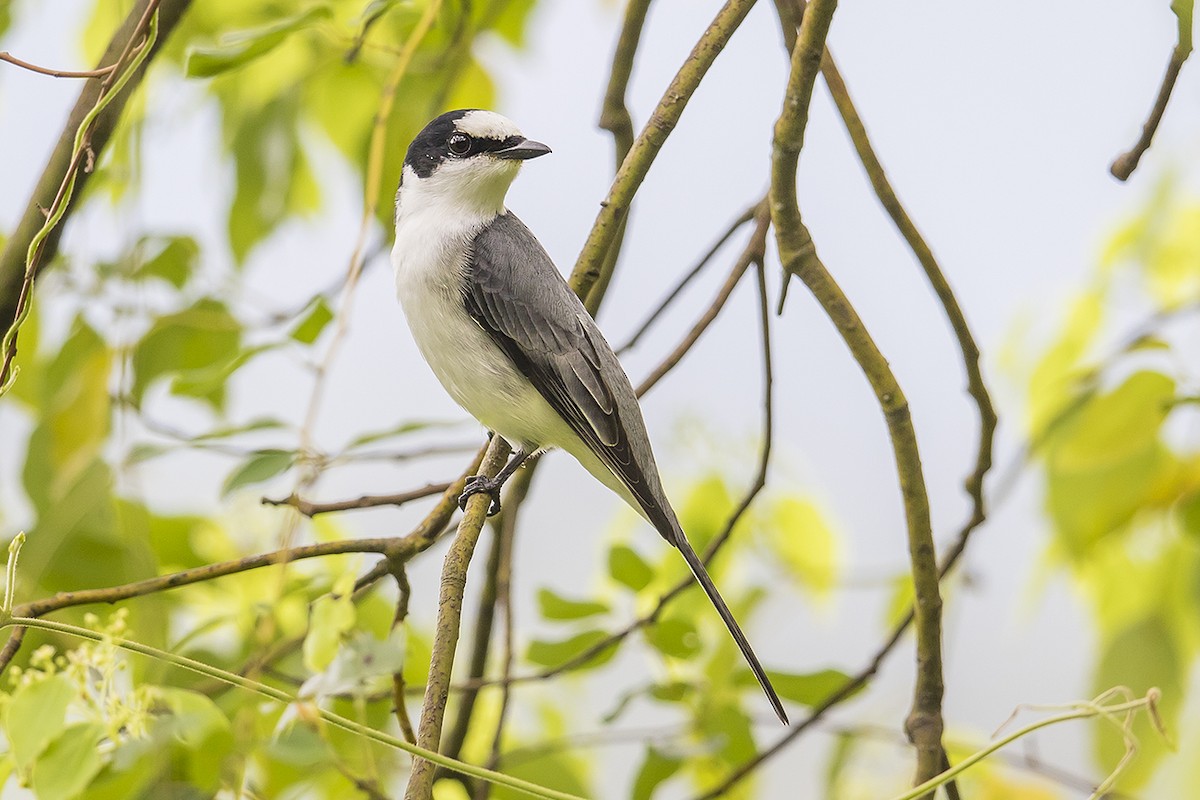 Ashy Minivet - ML220872981