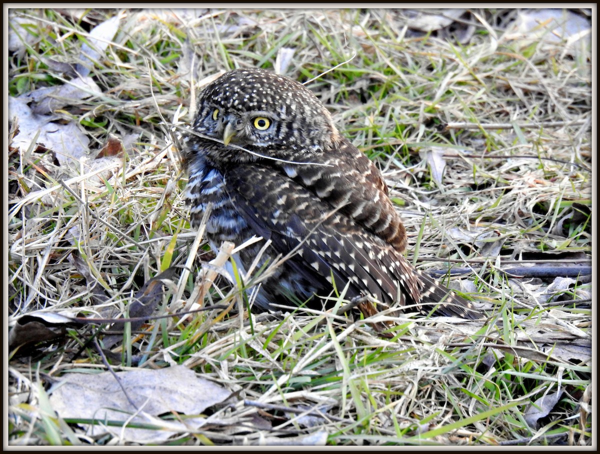 Mochuelo Acollarado - ML220873141