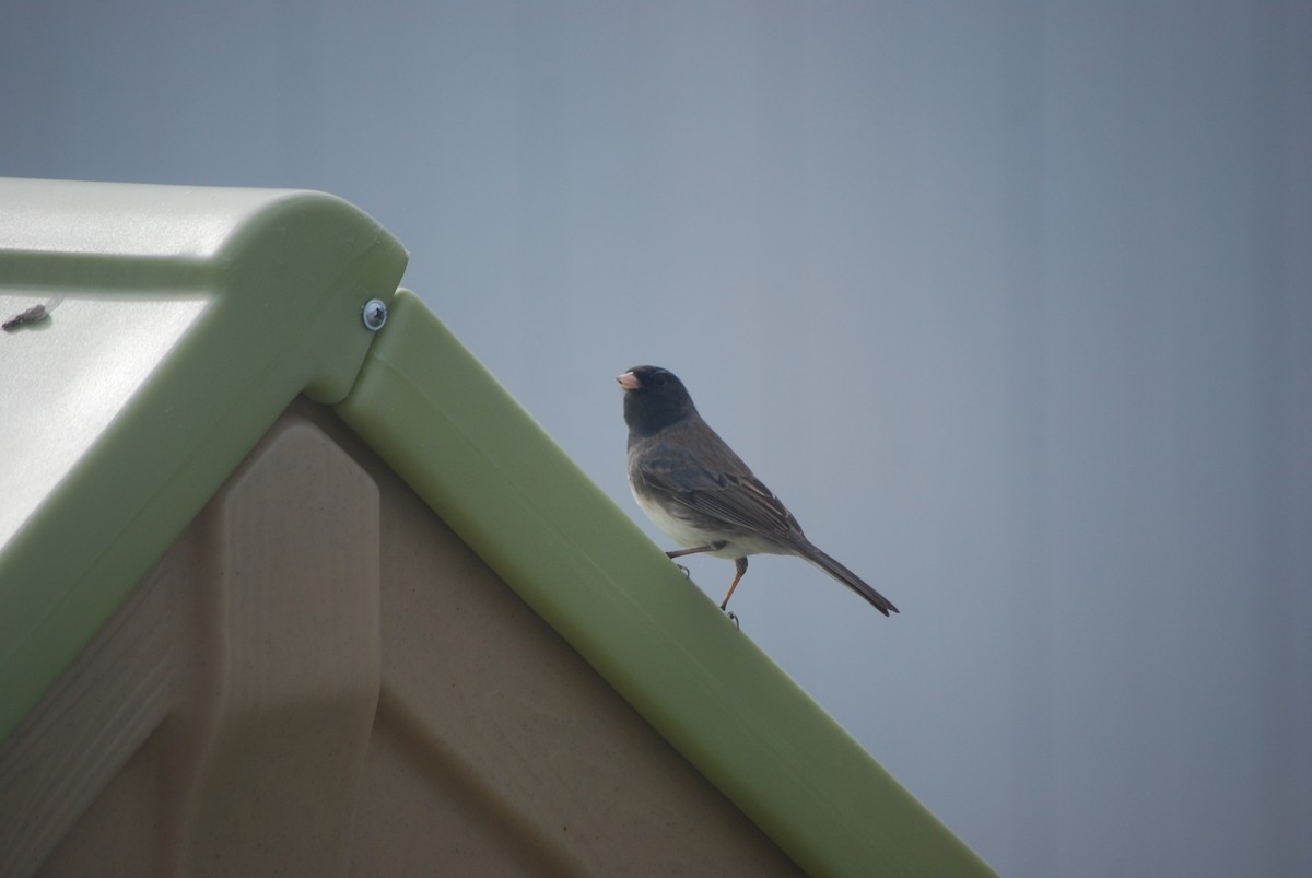 Junco Ojioscuro - ML220873791