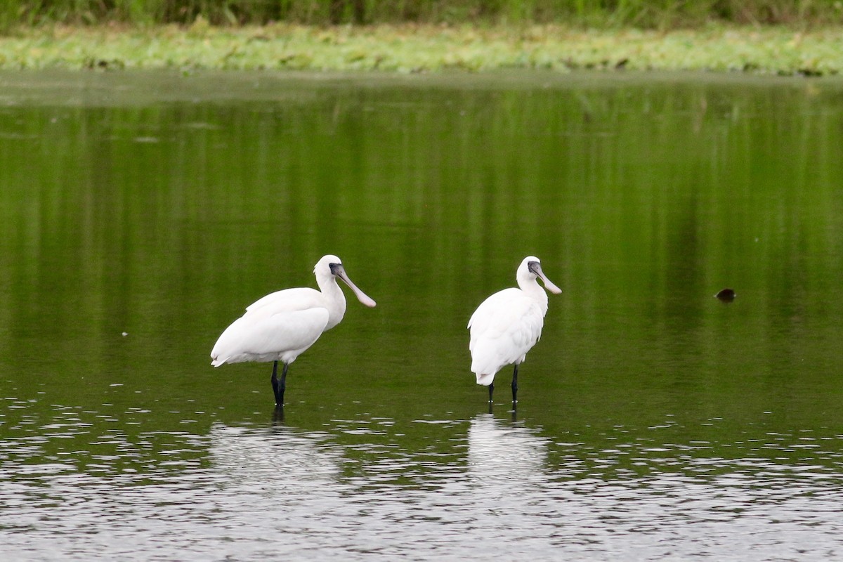 Black-faced Spoonbill - Cassie  Liu