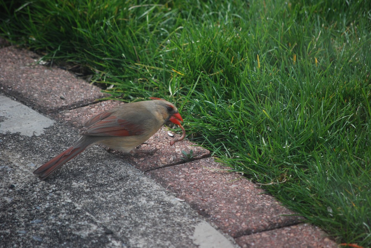 Northern Cardinal - ML220873891