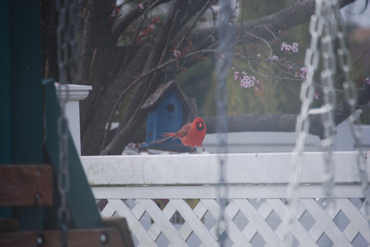 Northern Cardinal - ML220873921