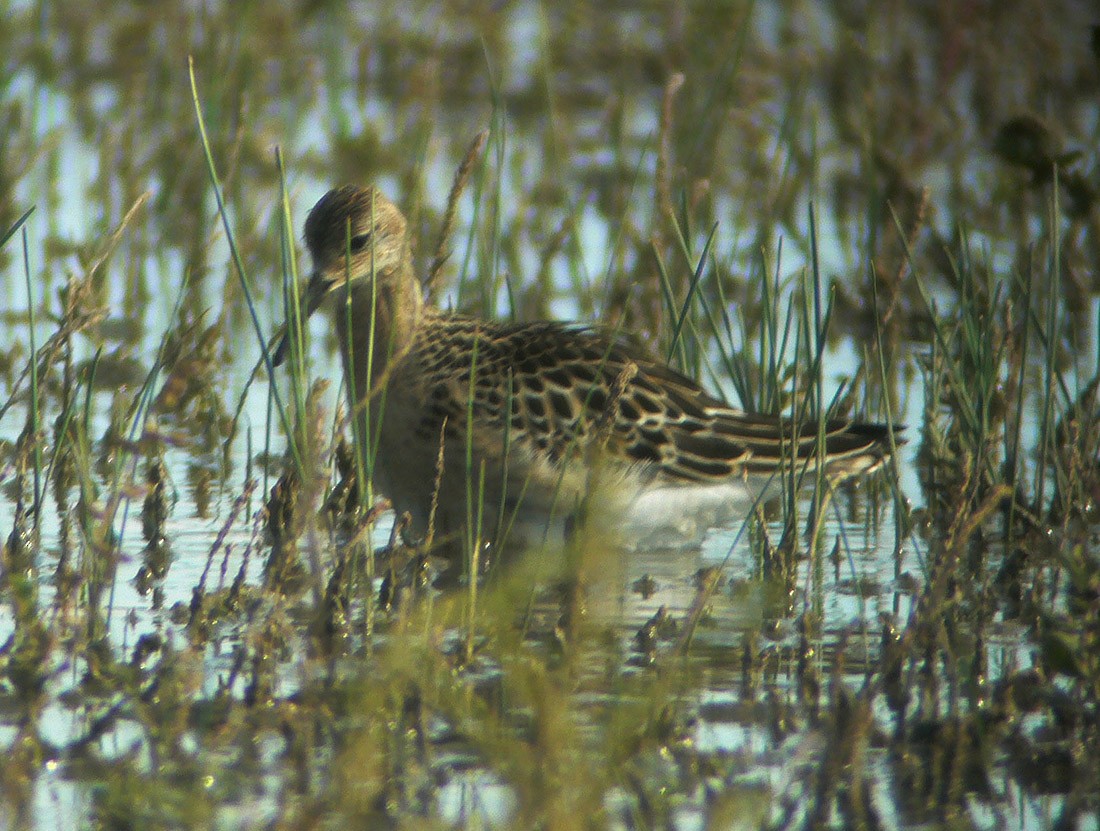 Kampfläufer - ML22087411