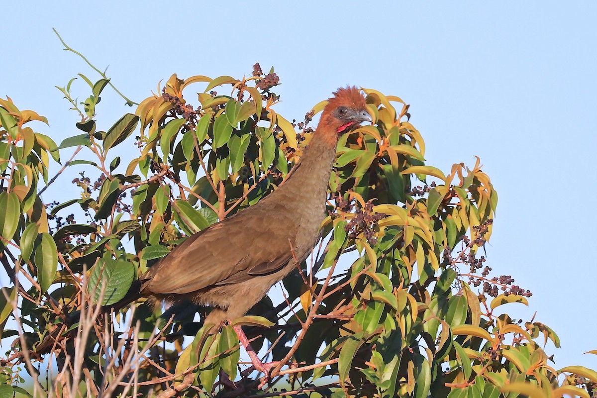 Variable Chachalaca - ML220875261