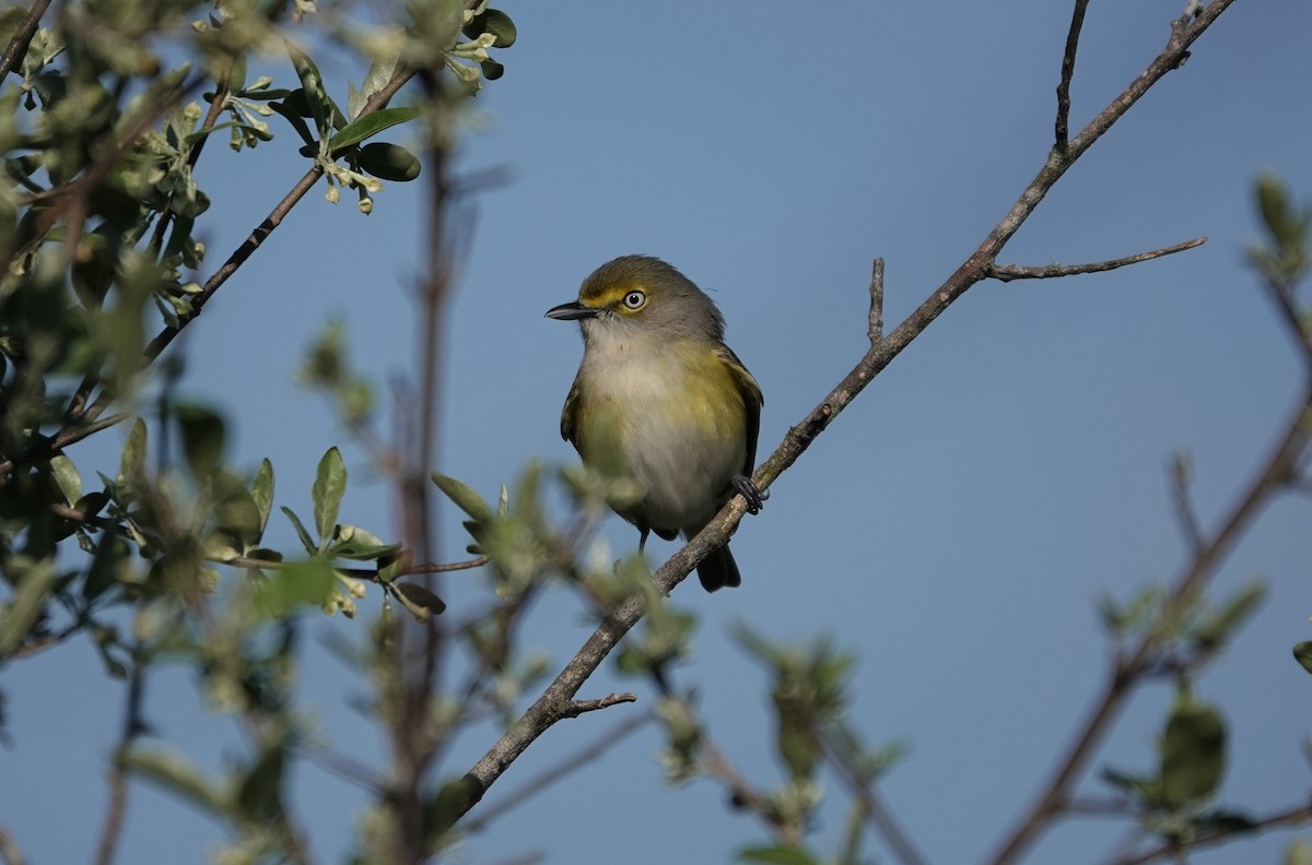 White-eyed Vireo - ML220875941