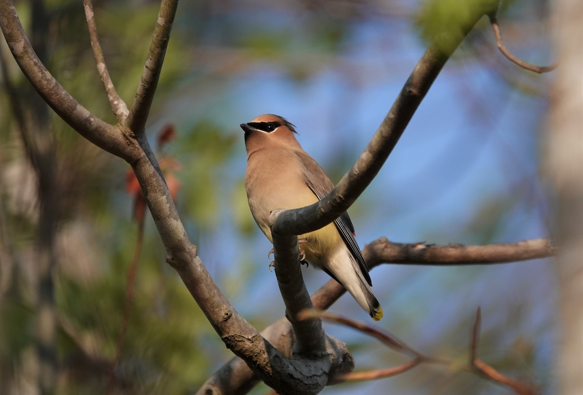 Cedar Waxwing - ML220876061