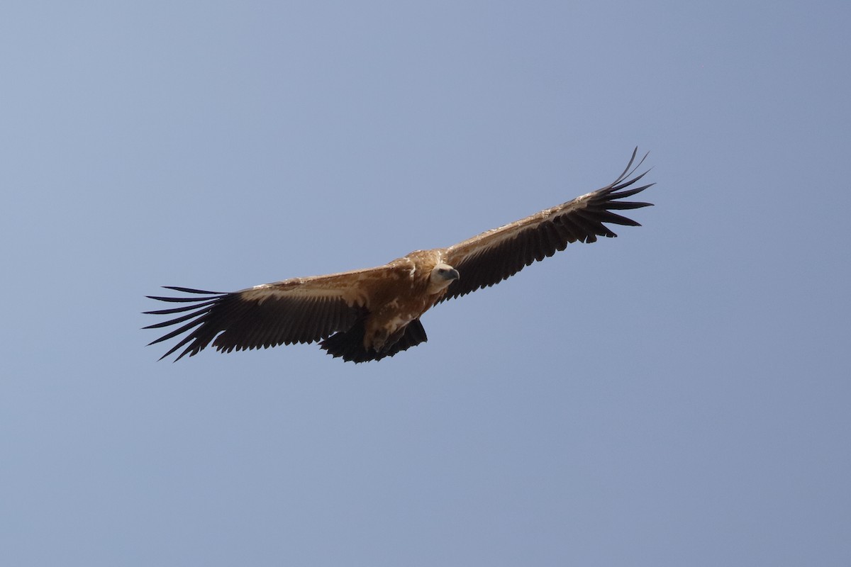 Eurasian Griffon - ML220876201