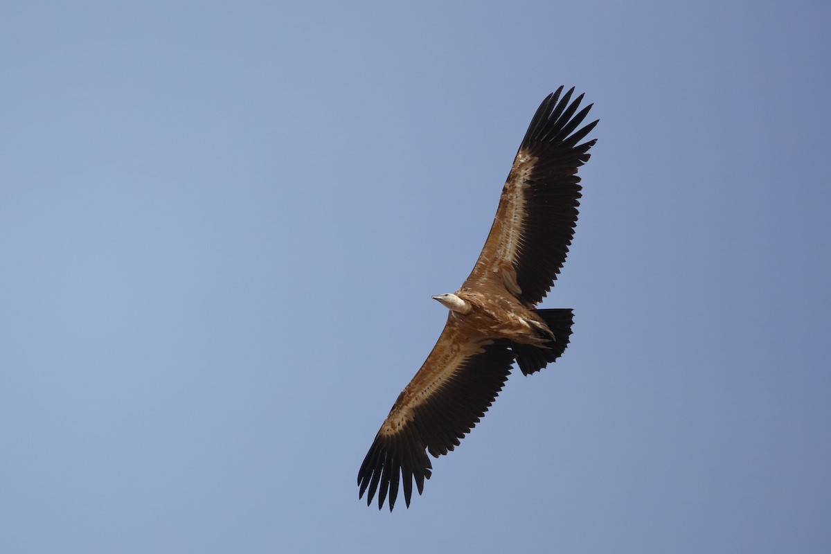 Eurasian Griffon - ML220876231
