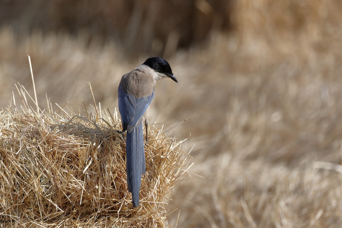 Iberian Magpie - ML220876251