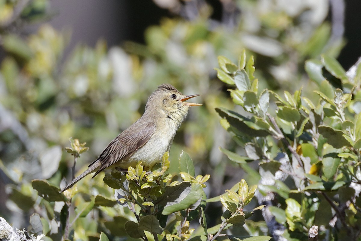 Melodious Warbler - ML220876261