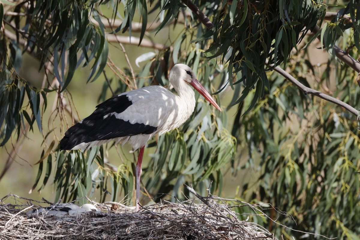 White Stork - ML220876271