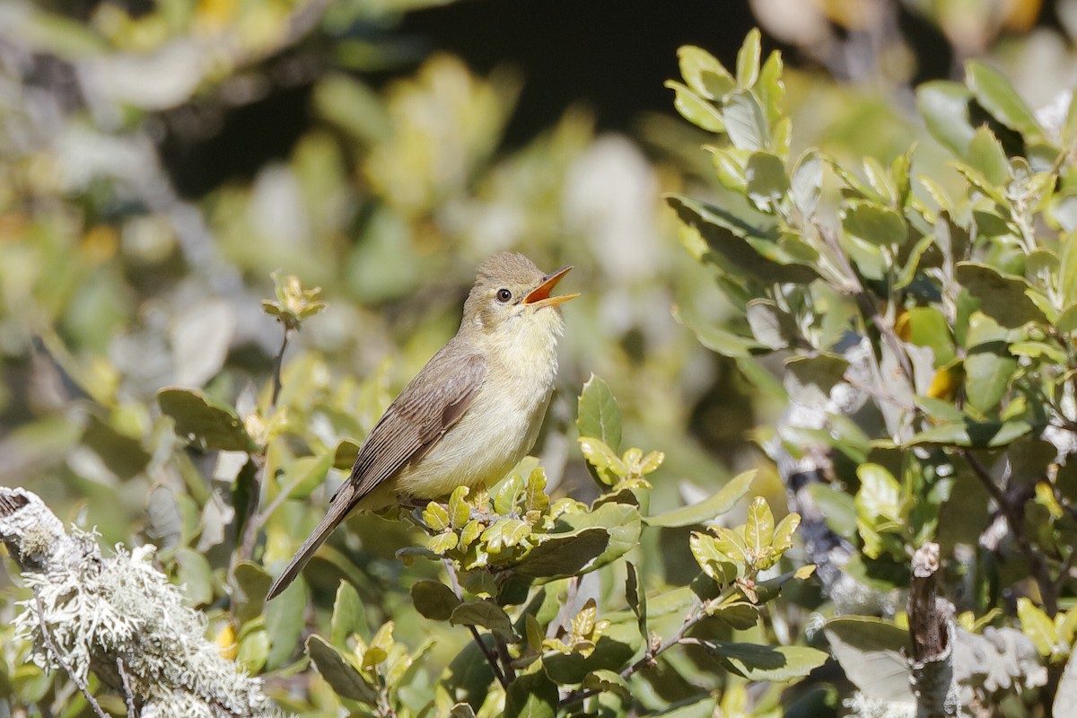 Melodious Warbler - ML220876291