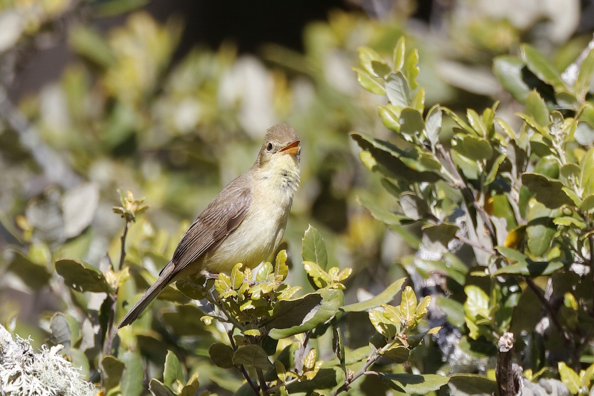 Melodious Warbler - ML220876301