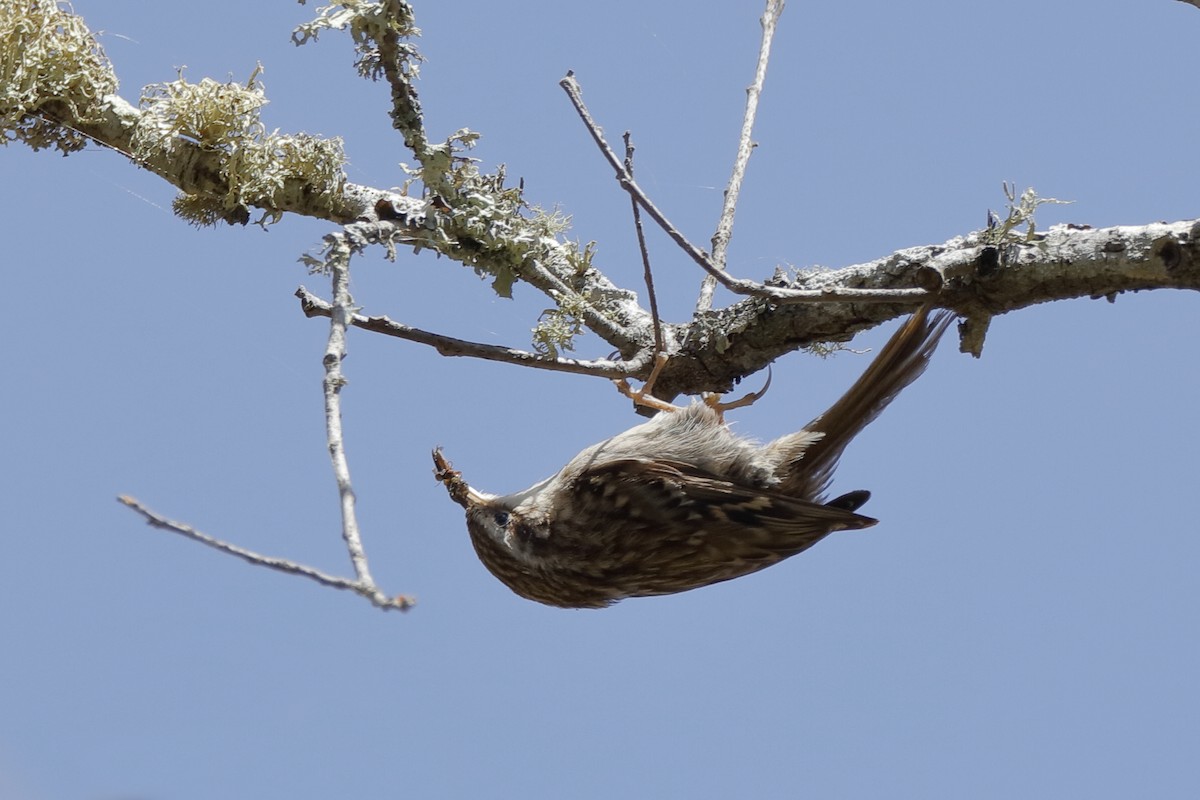 Short-toed Treecreeper - ML220876311