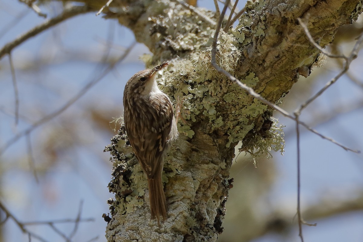 Short-toed Treecreeper - ML220876361