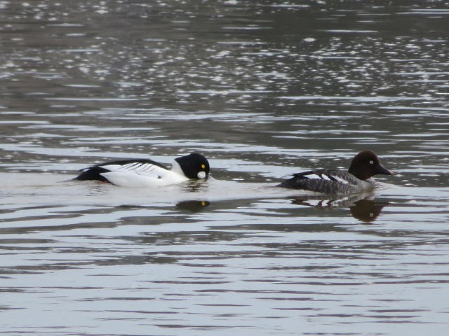 Common Goldeneye - ML220877811