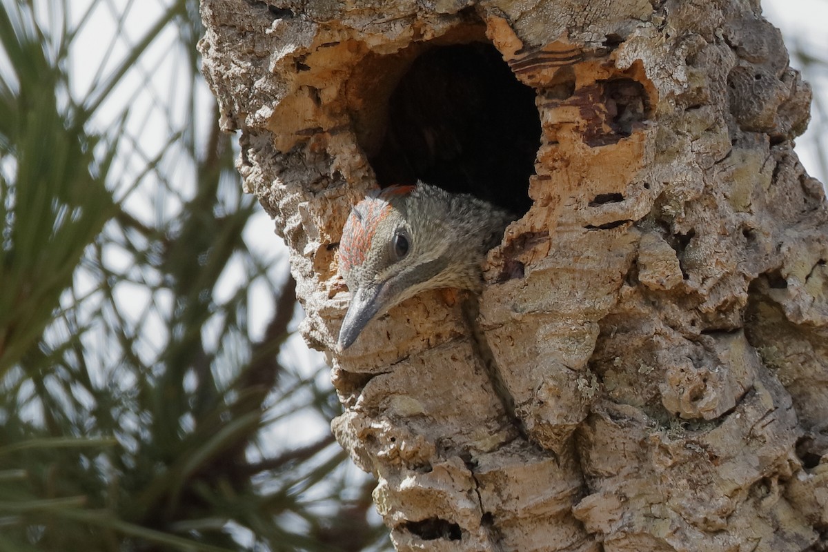 Iberian Green Woodpecker - ML220879341