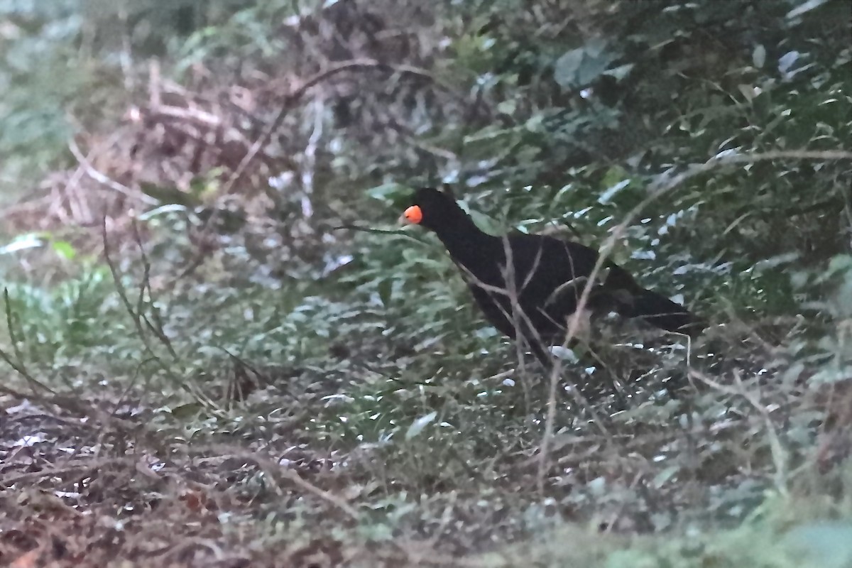 Black Curassow - ML220881781