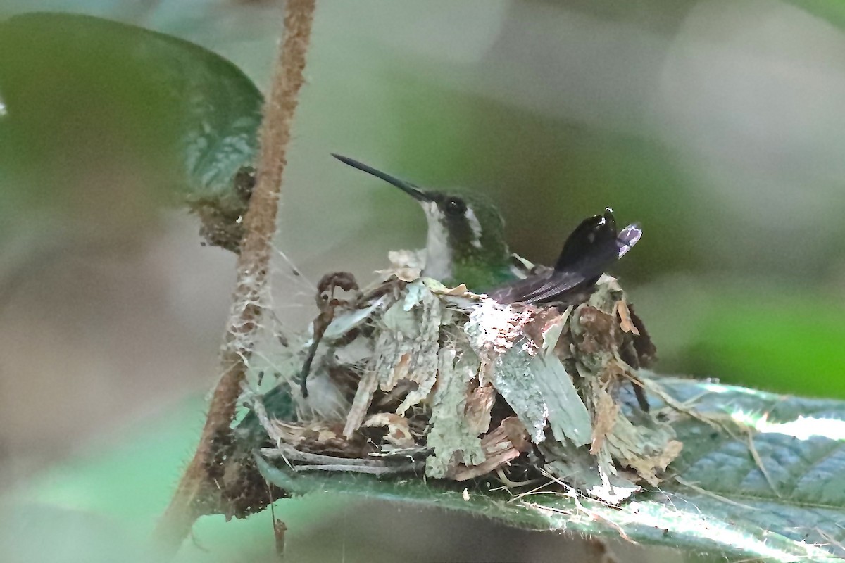 kolibřík modroocasý - ML220882091