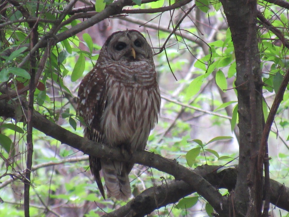 Barred Owl - ML220882241