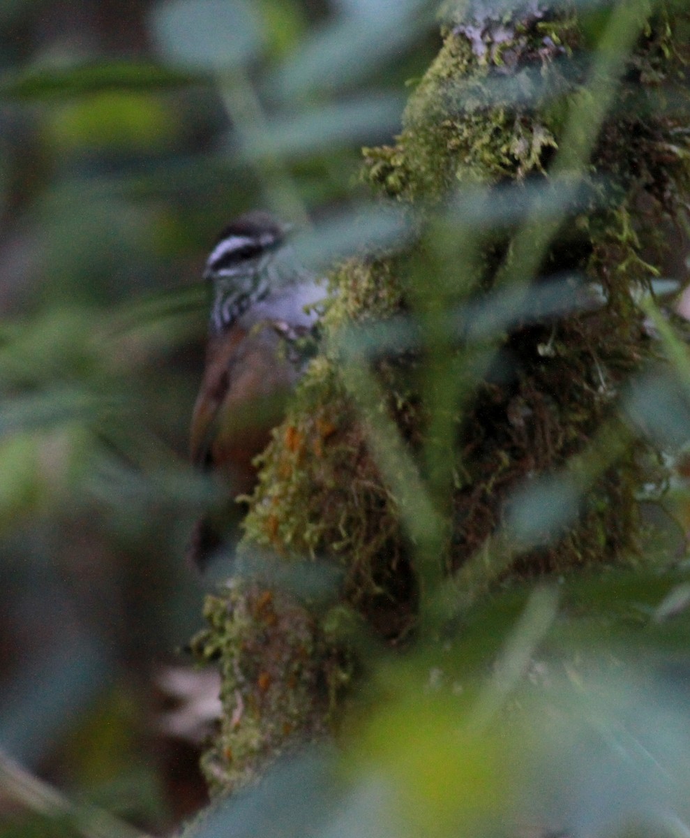 Gray-breasted Wood-Wren (meridana) - ML22088511