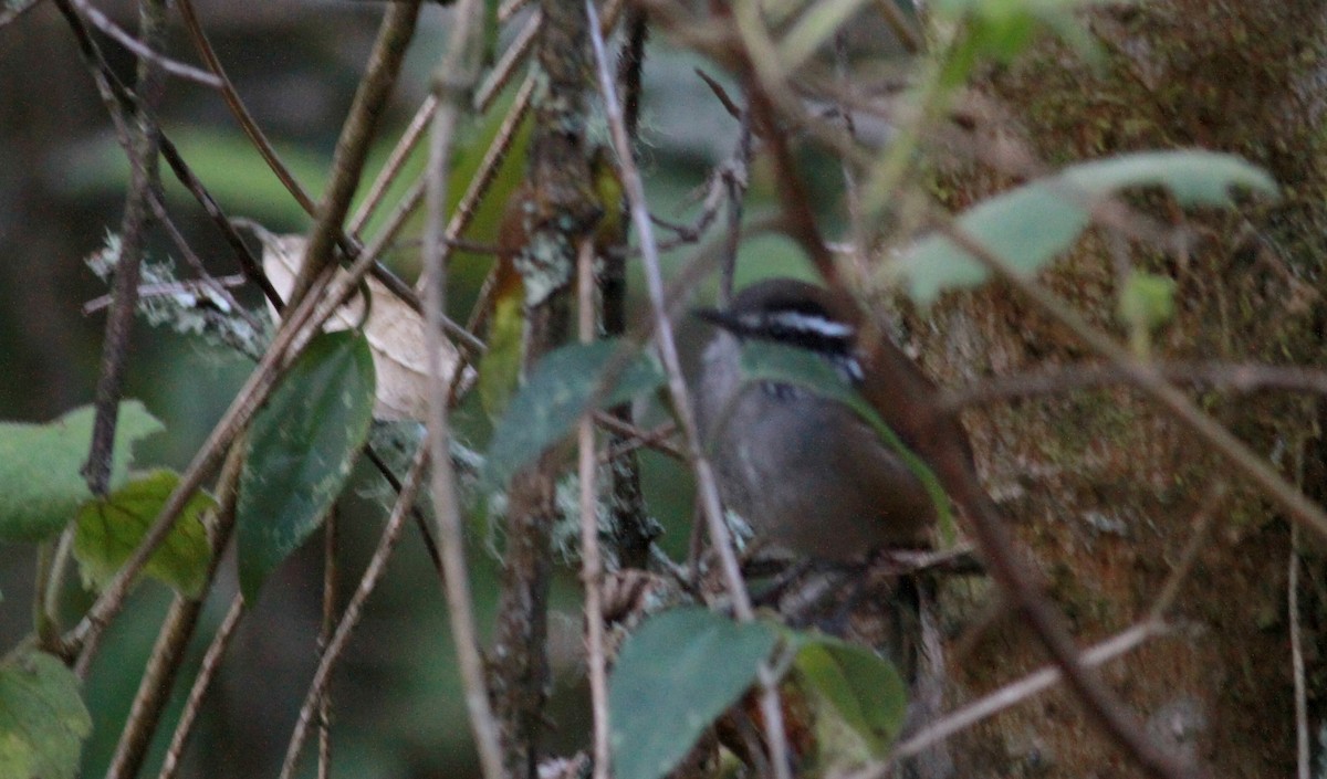 Gray-breasted Wood-Wren (meridana) - ML22088521