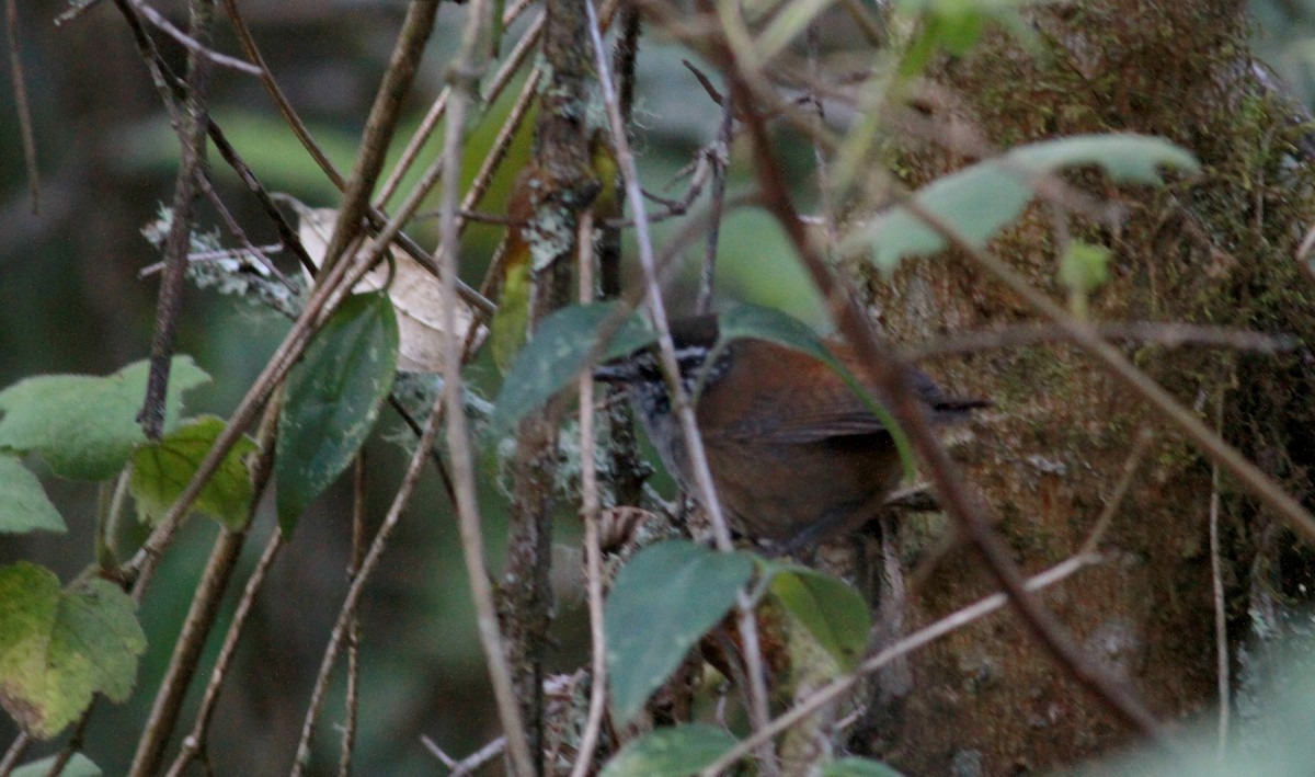 Gray-breasted Wood-Wren (meridana) - ML22088531