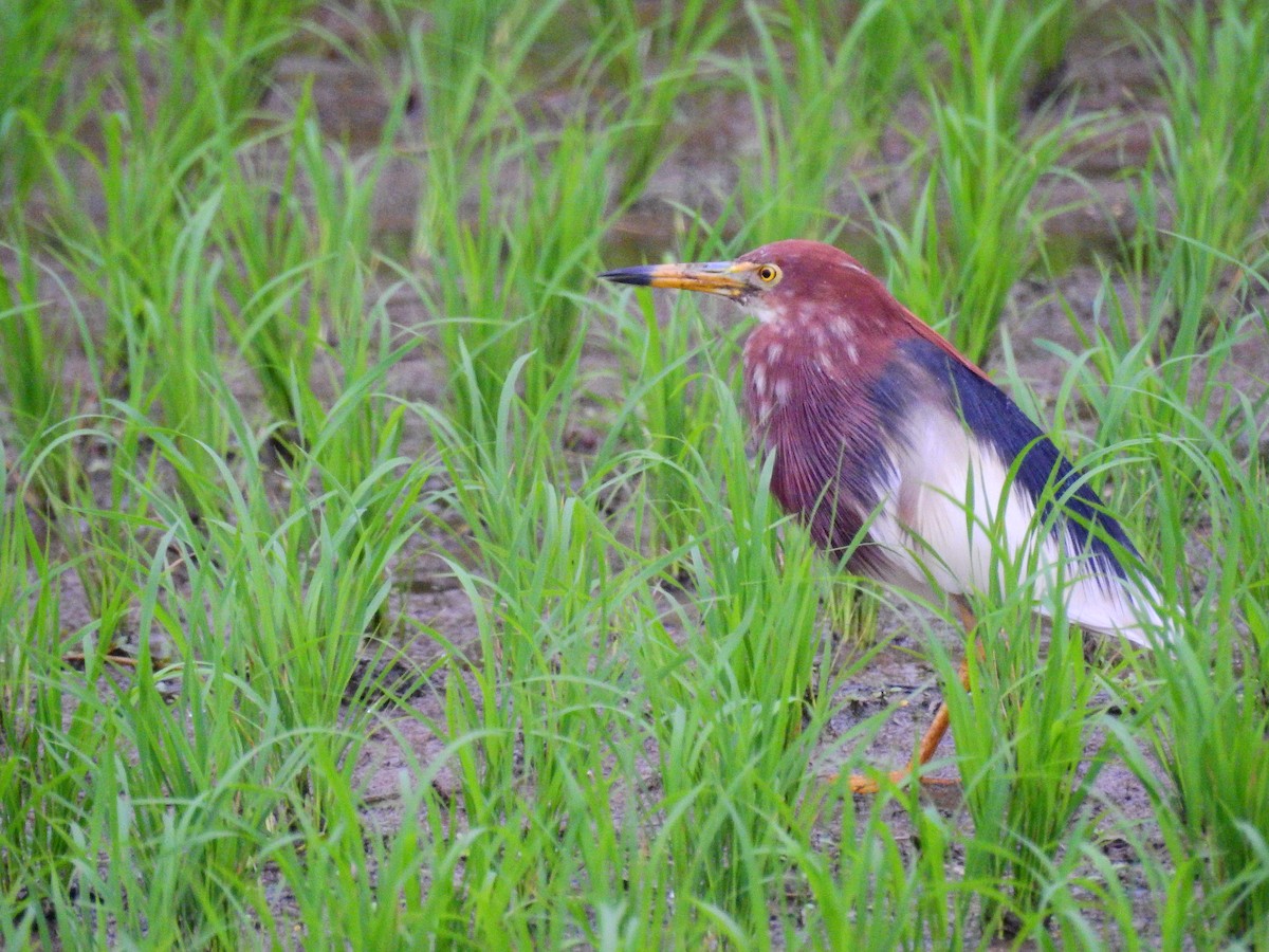 Chinese Pond-Heron - ML220886491