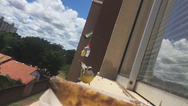 "Банановая кареба, сахарная цветочница" - ML220886741