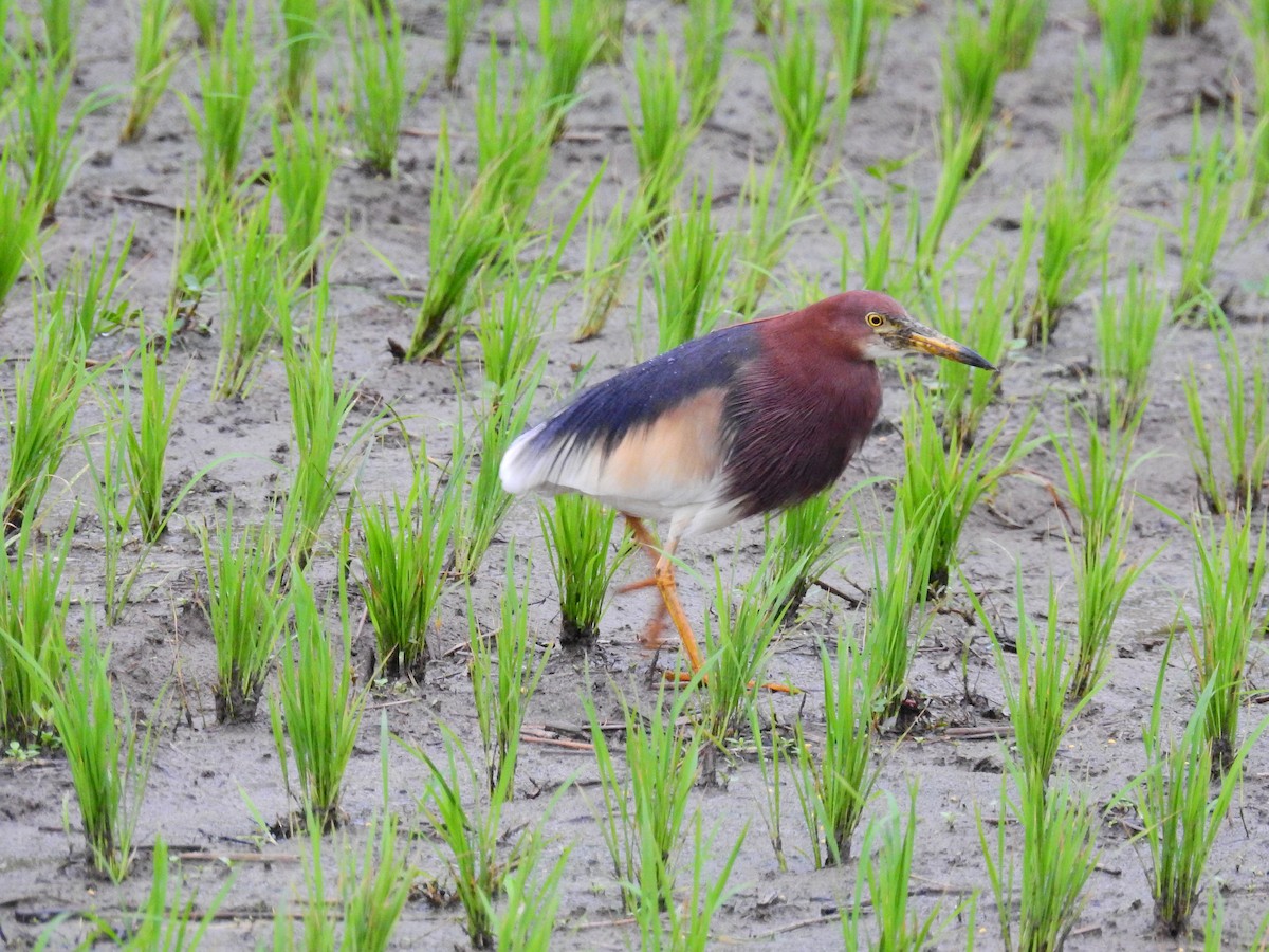 Chinese Pond-Heron - ML220886761