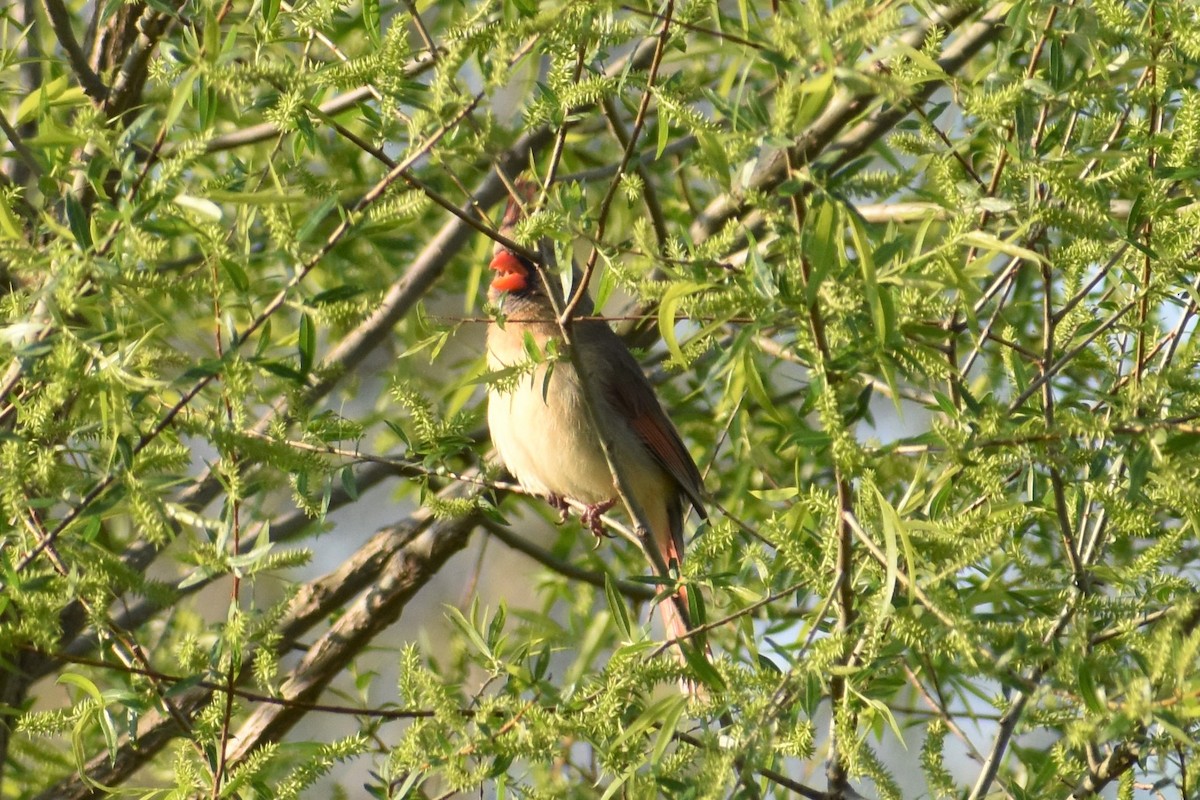 Northern Cardinal - ML220890611