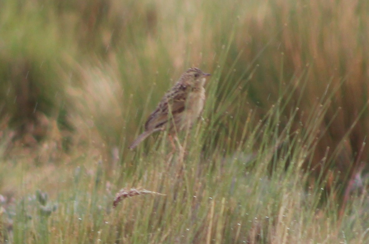 Paramo Pipit - ML220890821