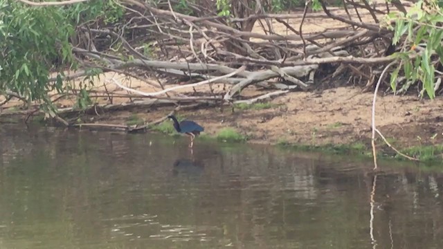 Agami Heron - ML220890931