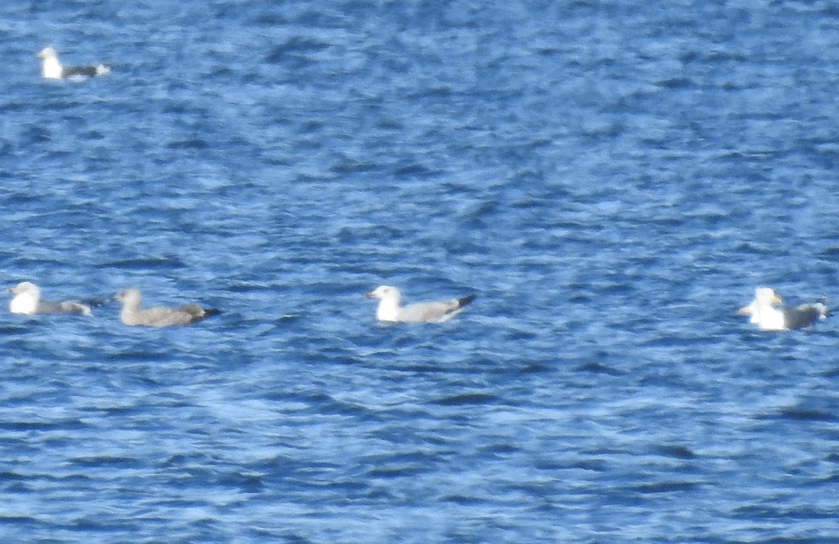 שחף צהוב-רגל - ML220891441