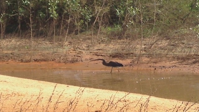 Agami Heron - ML220892291