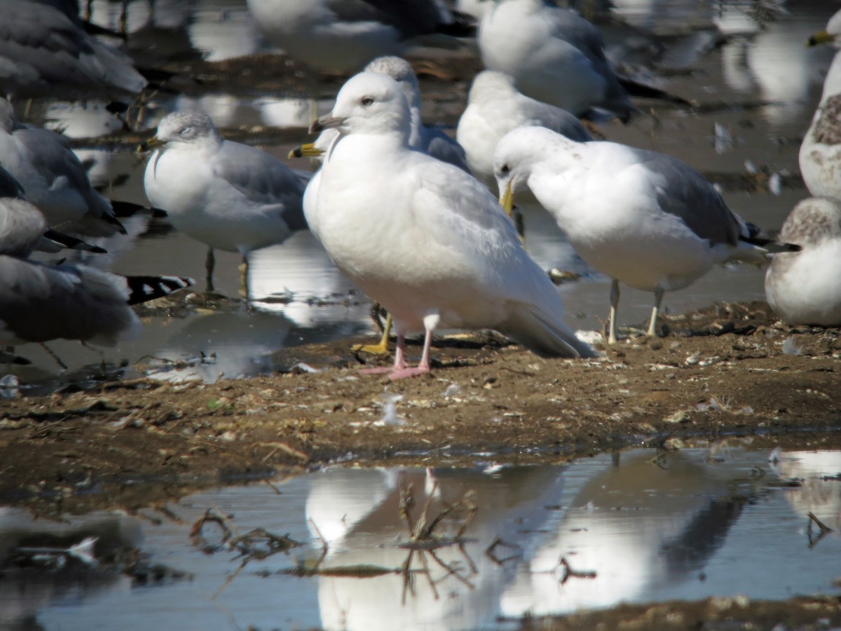 Iceland Gull (kumlieni/glaucoides) - ML220892611