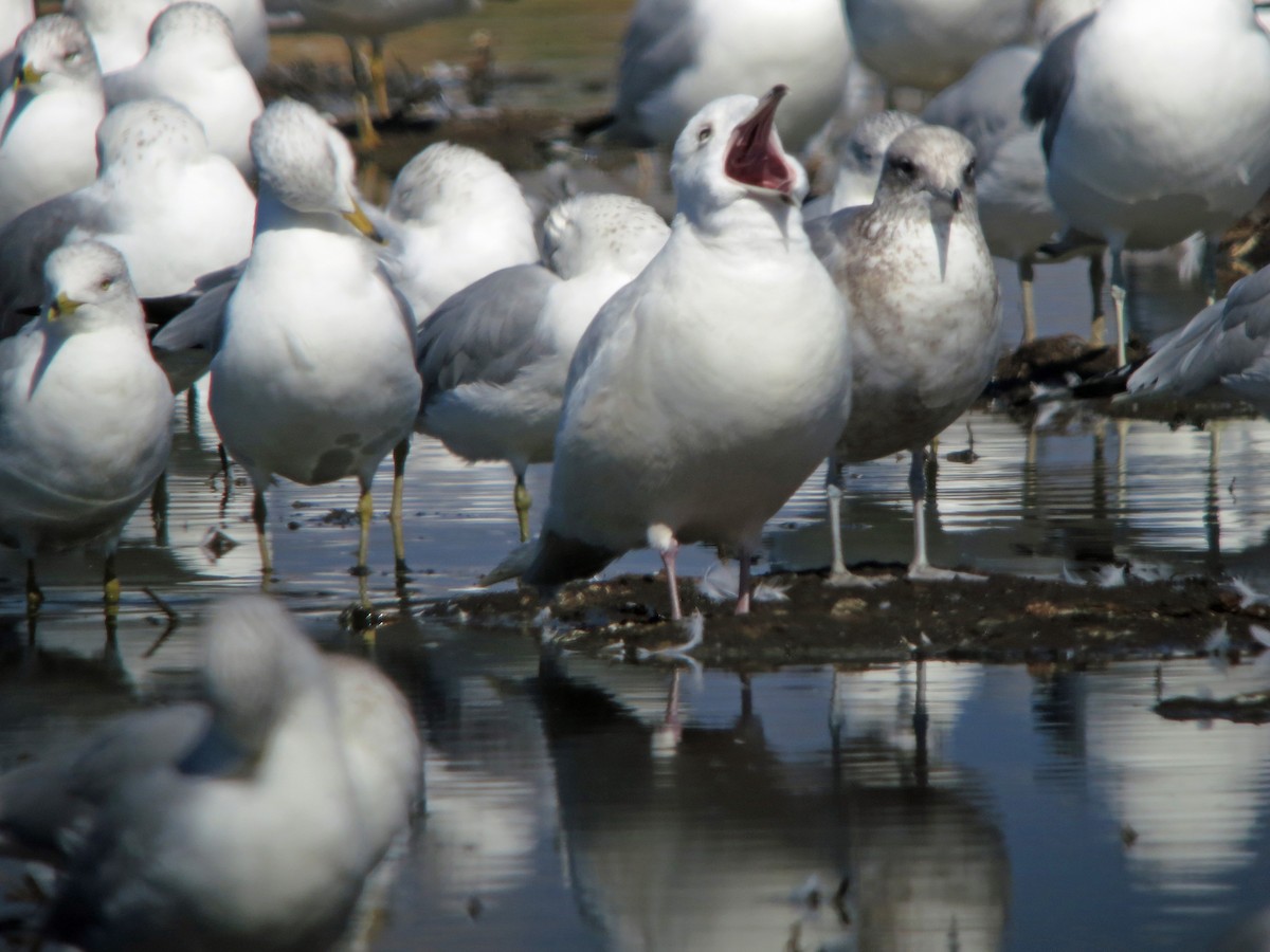 Iceland Gull (kumlieni/glaucoides) - ML220892691