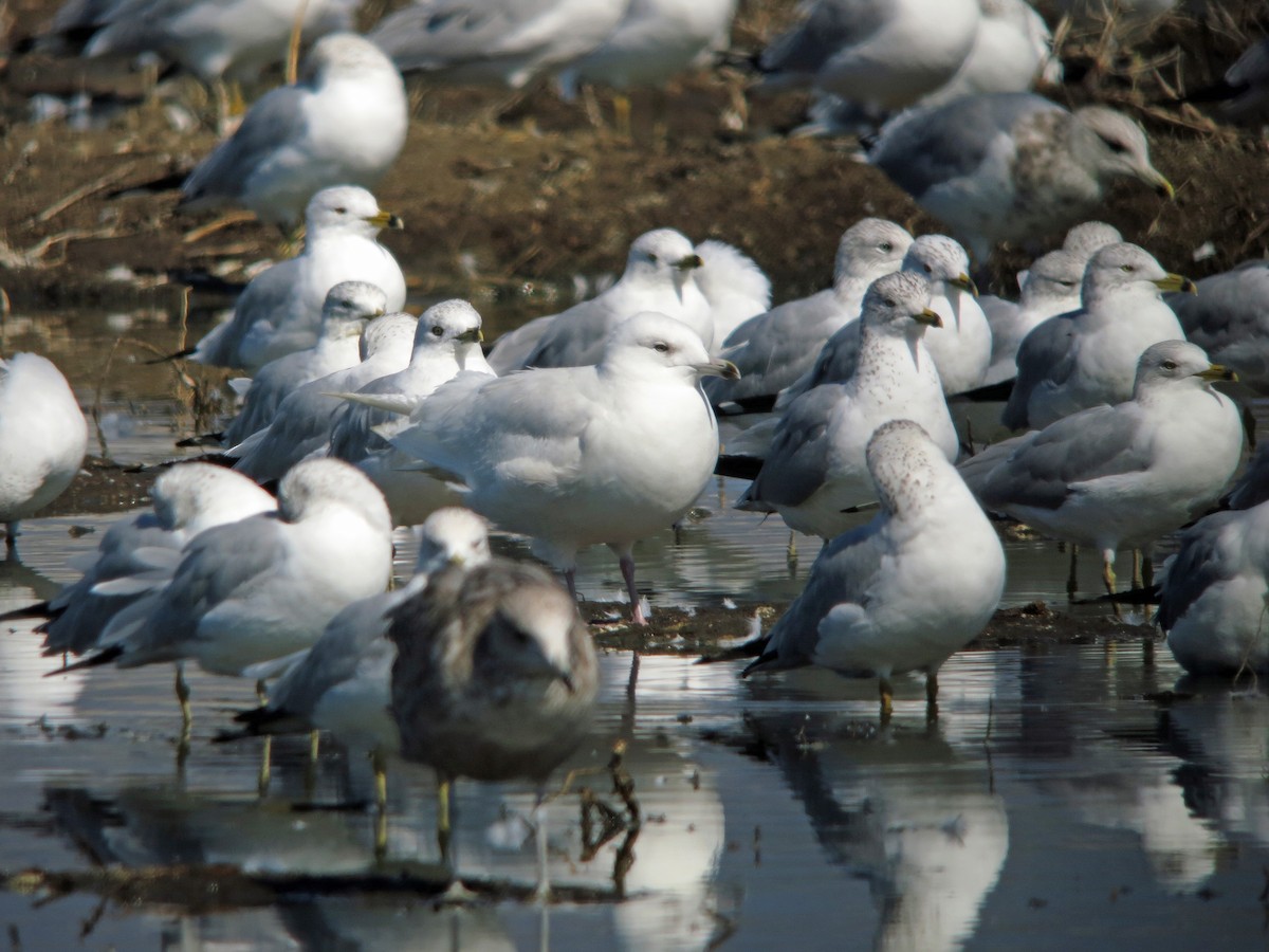 Iceland Gull (kumlieni/glaucoides) - ML220892801