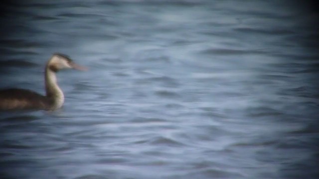 Great Crested Grebe - ML220893211